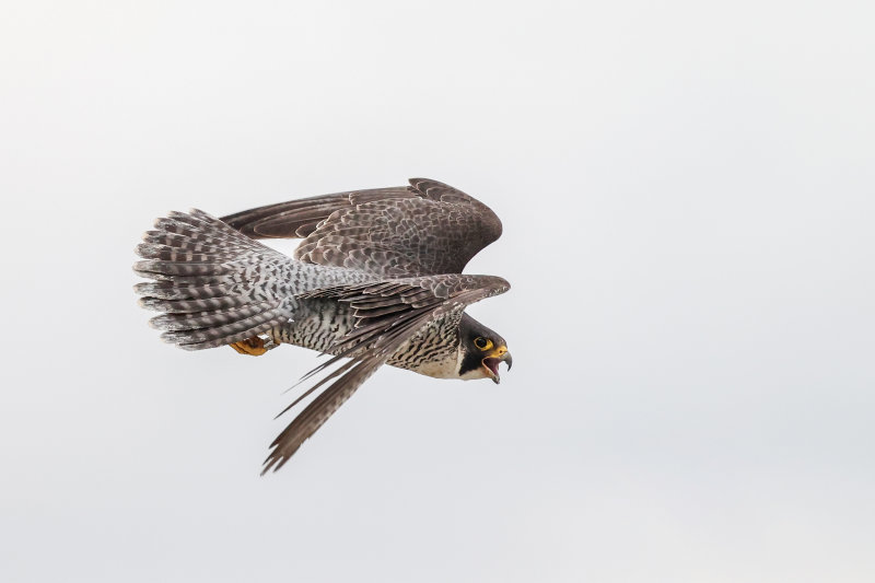Peregrine Falcon, Edmonton AB