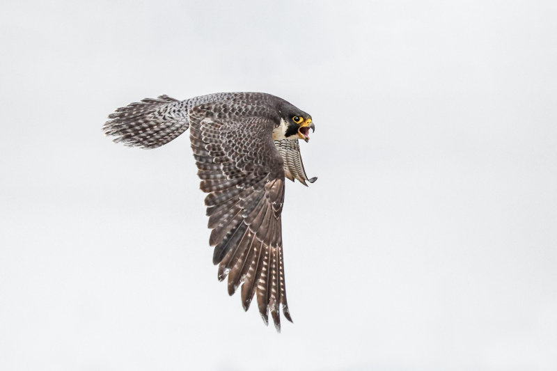 Peregrine Falcon Green Girl, Edmonton AB