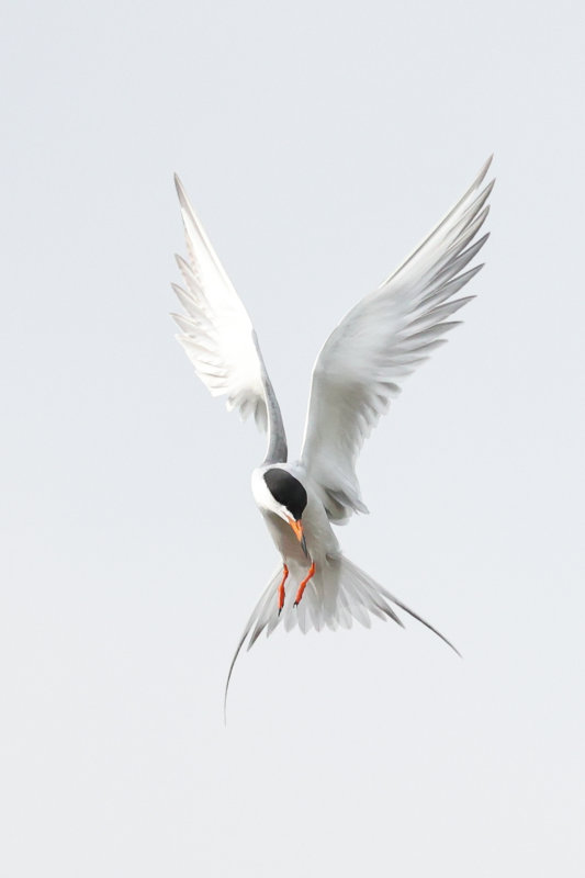 Forster's Tern Hermitage.Park Edmonton