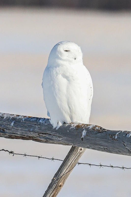 Snowy Owl 