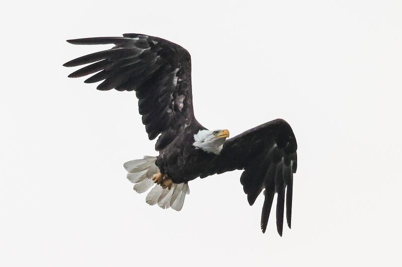 Bald Eagle, Sorrento BC