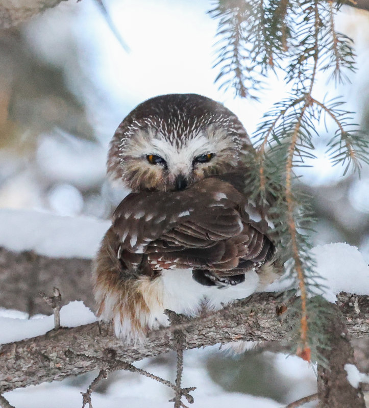 Northern Saw-whet Owl, Edmonton AB