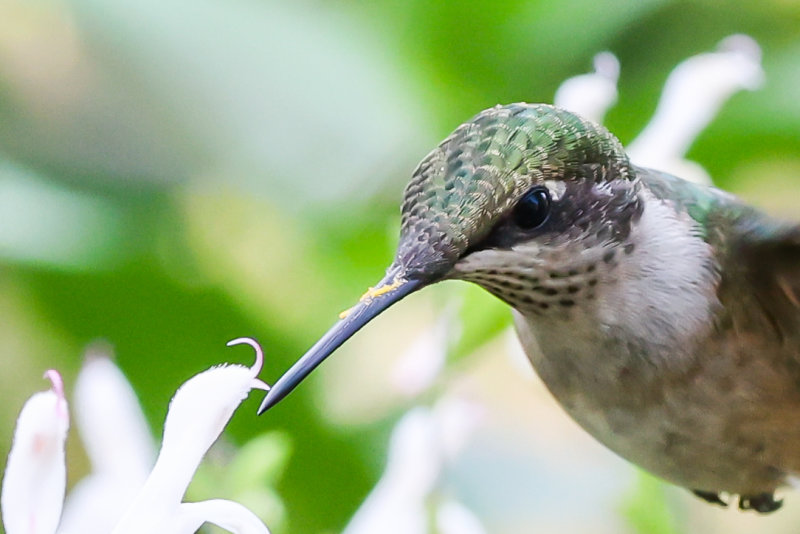Ruby-throatd Hummingbird, Wabamun AB