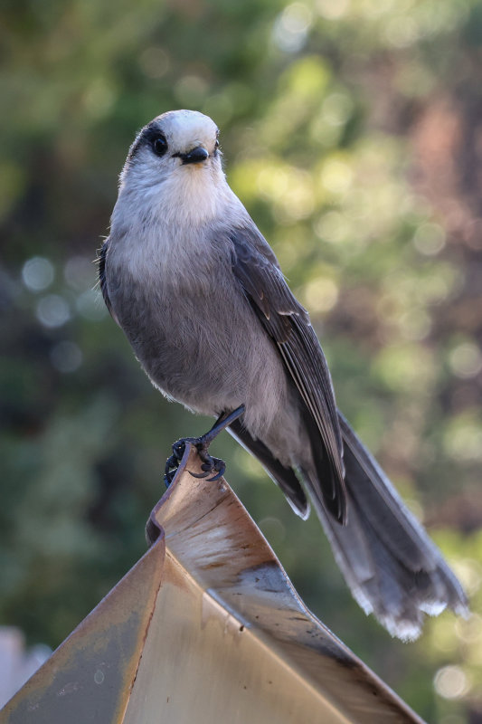 Jasper Canada Jay