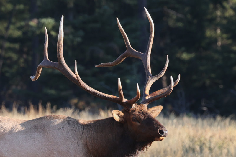 Jasper bull elk close-up