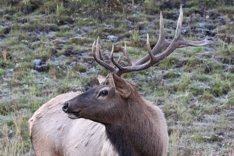 Jasper younger bull elk