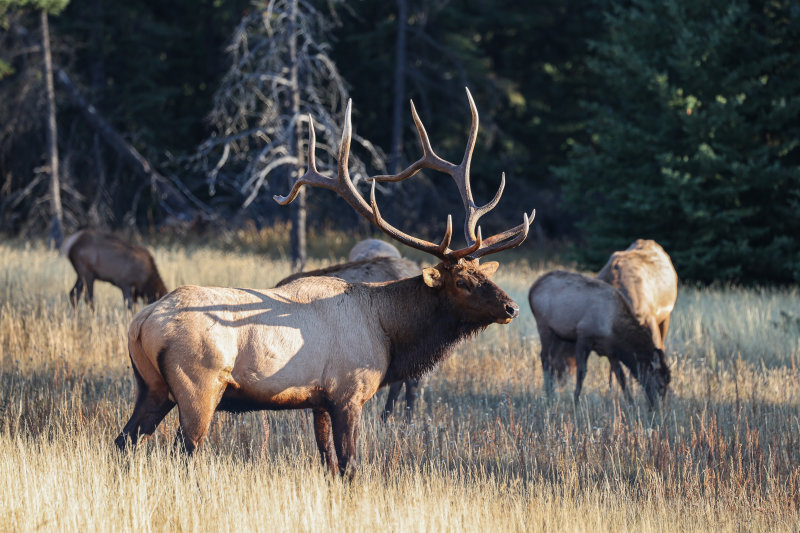 Jasper bull elk with harem