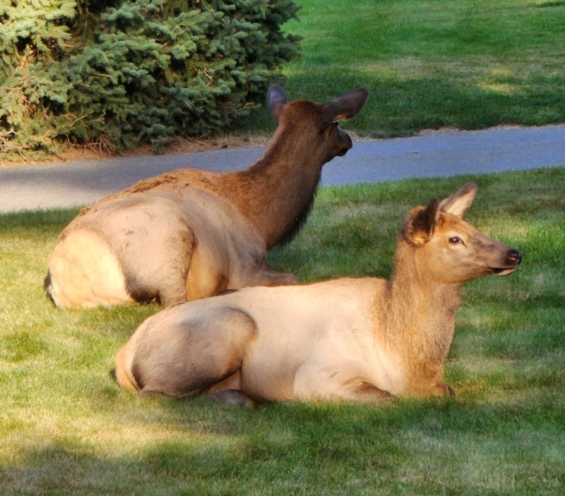Jasper female elk