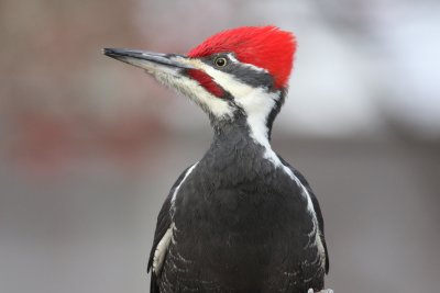FOLDER: Pileated Woodpecker