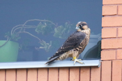 FOLDER 2020 UofA Peregrine fledgling watch