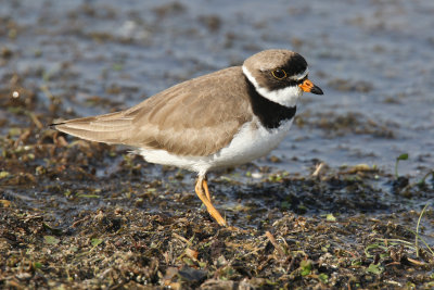Shorebirds, Waders and Rails