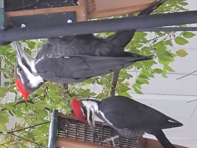 Pileated Woodpecker (male and female)