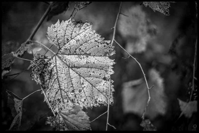 M.Monochrome.Walk_001.jpg