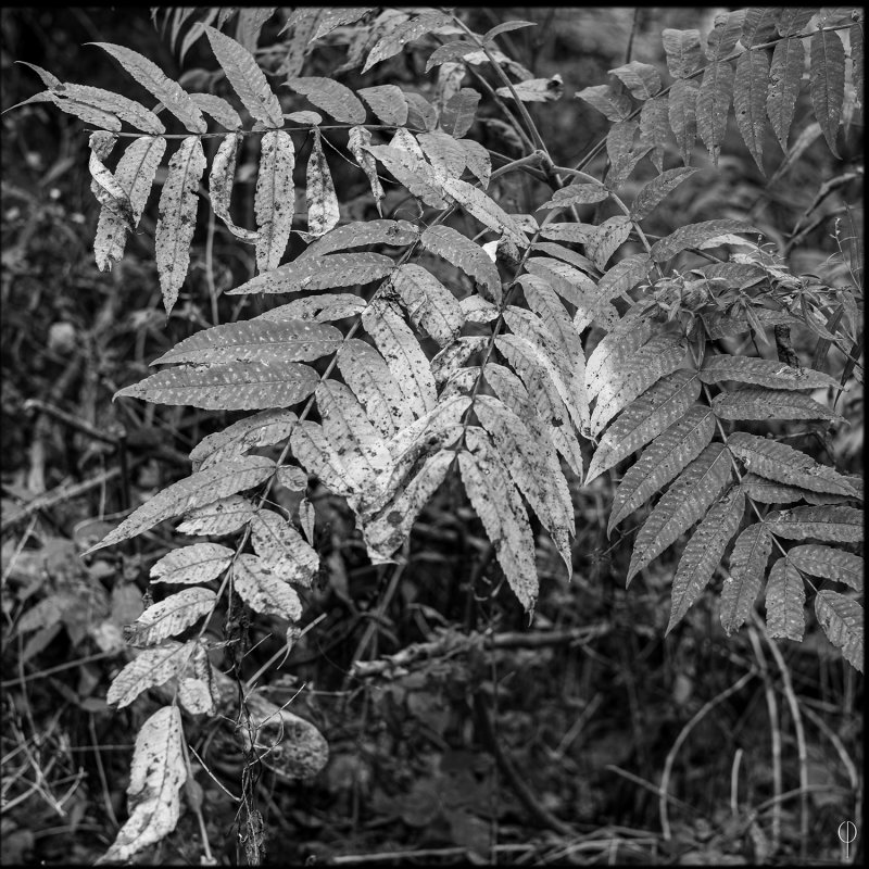 M.Monochrome.Walk_003.jpg