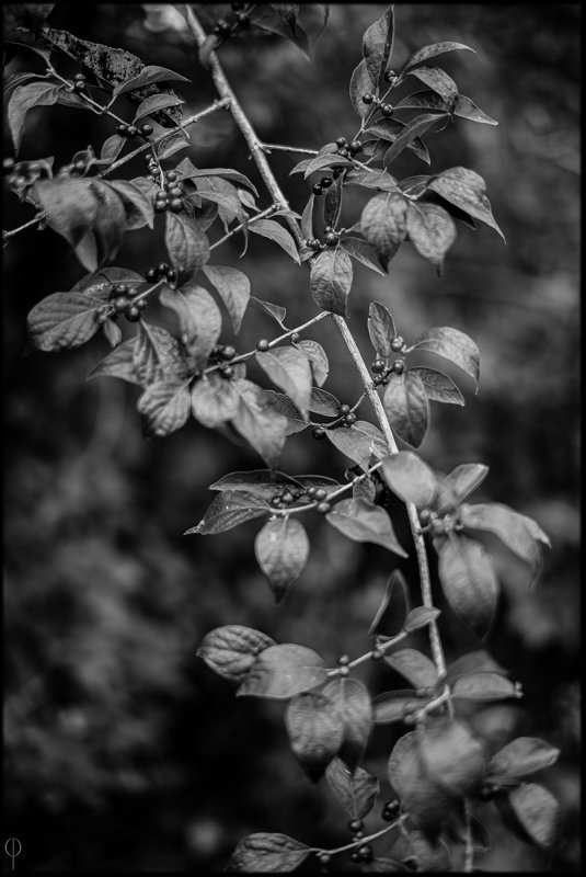M.Monochrome.Walk_004.jpg