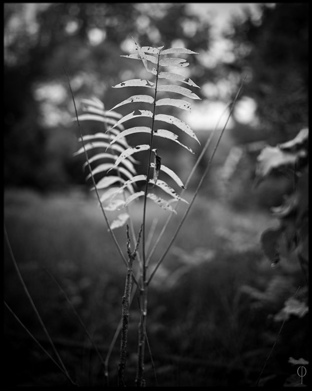 M.Monochrome.Walk_005.jpg
