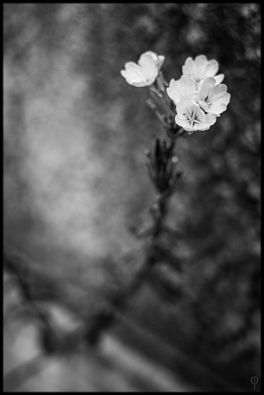 M.Monochrome.Walk_007.jpg