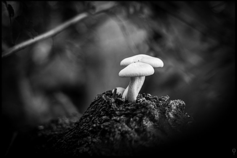 M.Monochrome.Walk_009.jpg