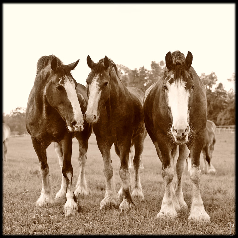 clydesdale005.jpg