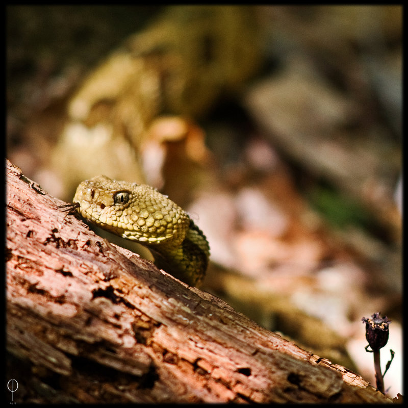 Timber Rattlesnake02.jpg