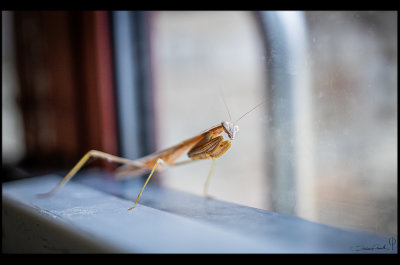 Praying Mantis