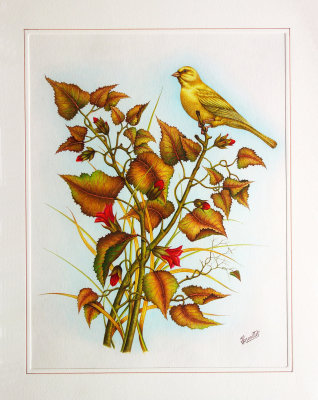 Canari.jpg