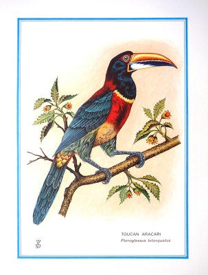 Toucan.JPG