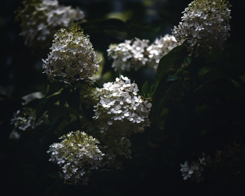 Limelight-1496.jpg
