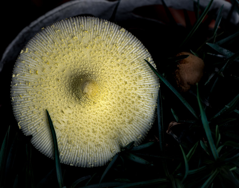 Fungi