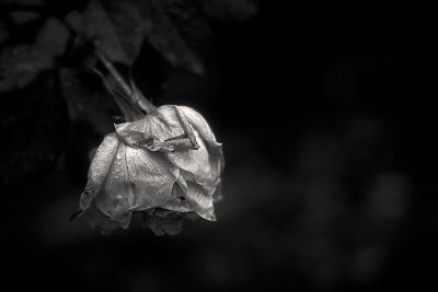 Expired Rose Dec 2020 M8 Digital Camera 160 21-01-05 - 0_1.jpg