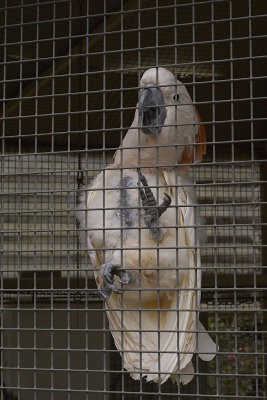 Bird Rescue - Aug 15 2021 - 0 12.jpg