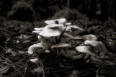 Fungi---FUJIFILM--6400--f_8-Oct-06-2021-Recovered-copy-sharpened.jpg