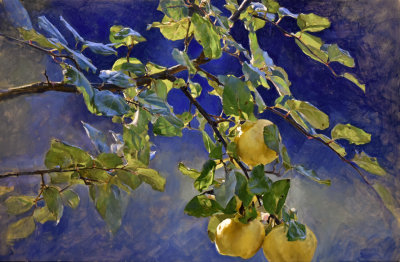 Evening Quince