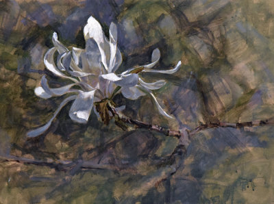 5. Star Magnolia, Posing 16 x 21