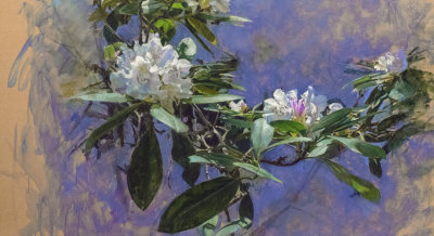 6. Extending Rhododendron 24 x 44