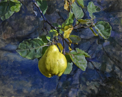 17. Solitary Quince 17 1/4 x 21 1/2