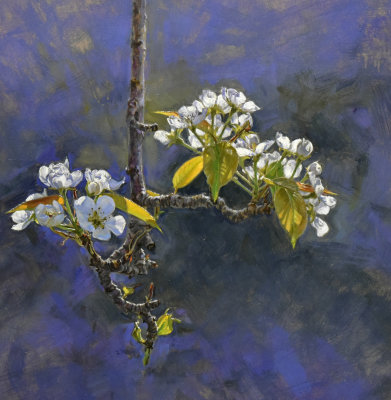 19. Pear Branch, Blooming 24 x 24