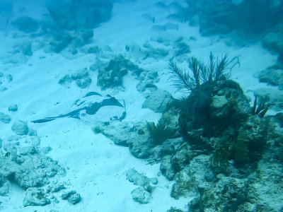 IPBS2497.jpg