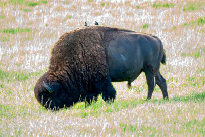 custer_1.jpg