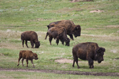 custer_51.jpg