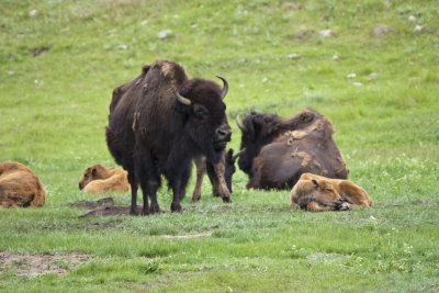 custer_58.jpg