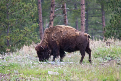 custer_59.jpg