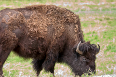 custer_64.jpg