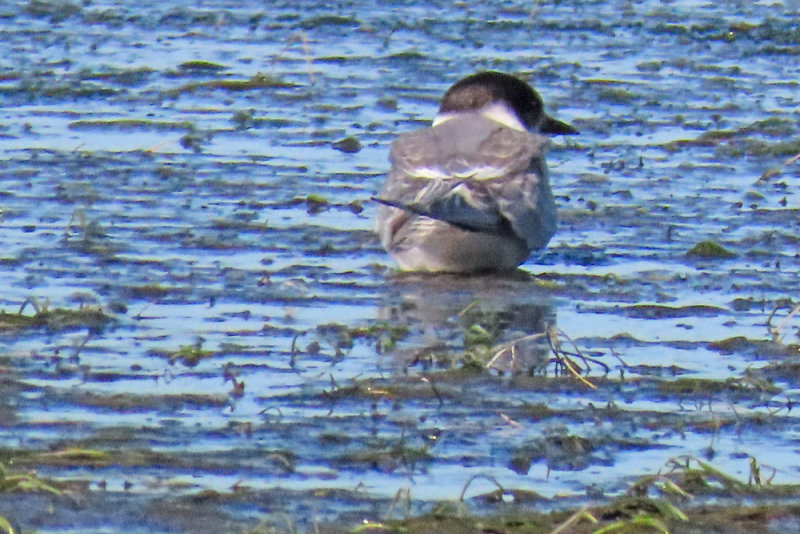 Tern, Arctic 4142