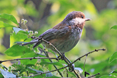 chestnut_backed_chickadee 7232