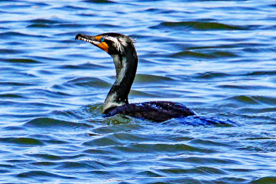Cormorant, Double-Crested 9844