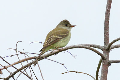 IMG_7995_pse19_cropped_which_flycatcher_800w_.jpg