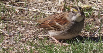 IMG_0014_white_throated_sparrow_cropped_800w.jpg