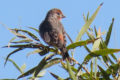 Which Finch IMG_1401 male house finch per whatbird