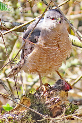 IMG_0144 probably coopers hawk pse19 1000t.jpg